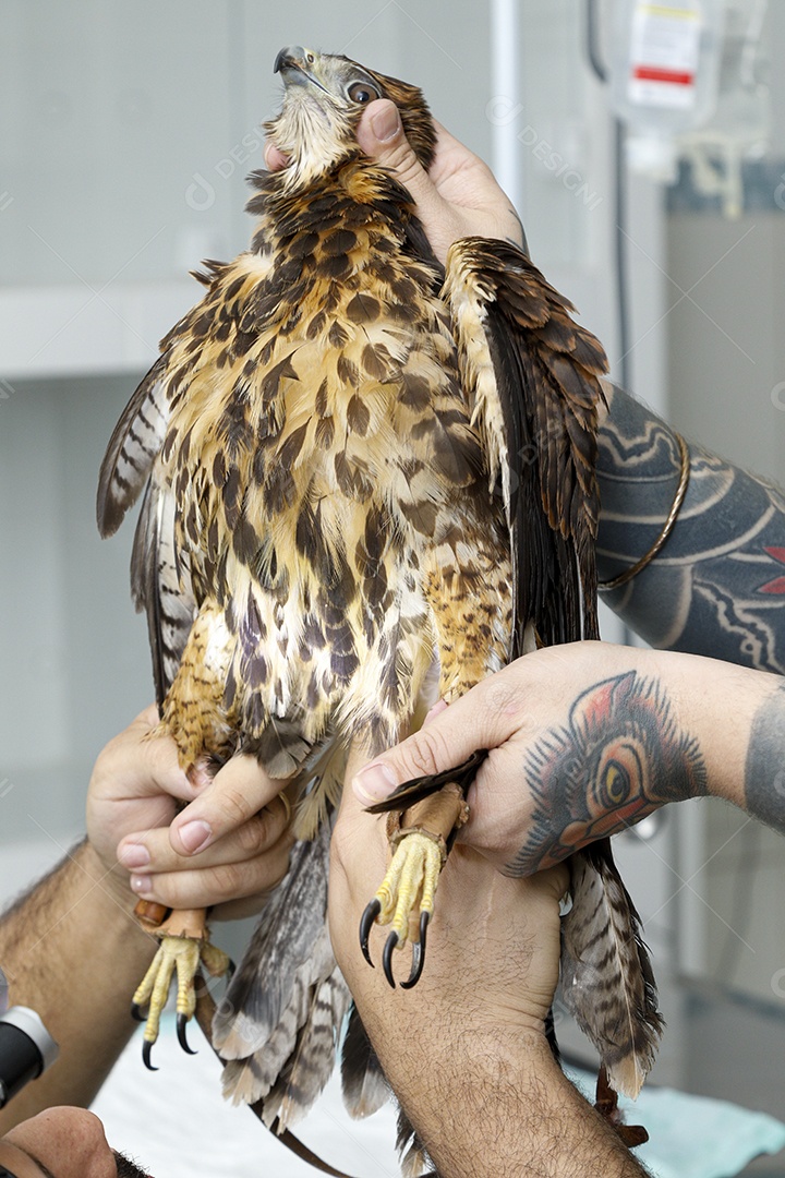 Veterinário fazendo curativo em aves gavião