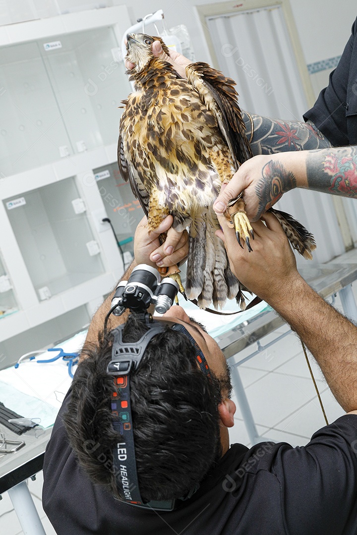 Veterinário cuidando de um pássaro