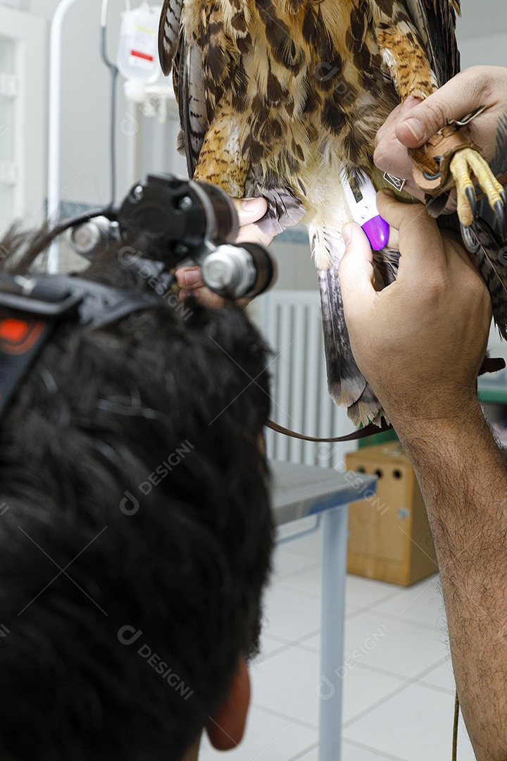 Veterinário cuidando de um pássaro