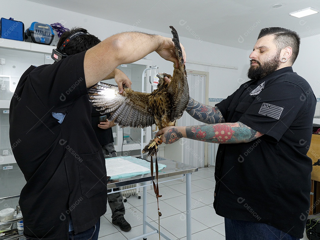 Veterinário cuidando de um pássaro