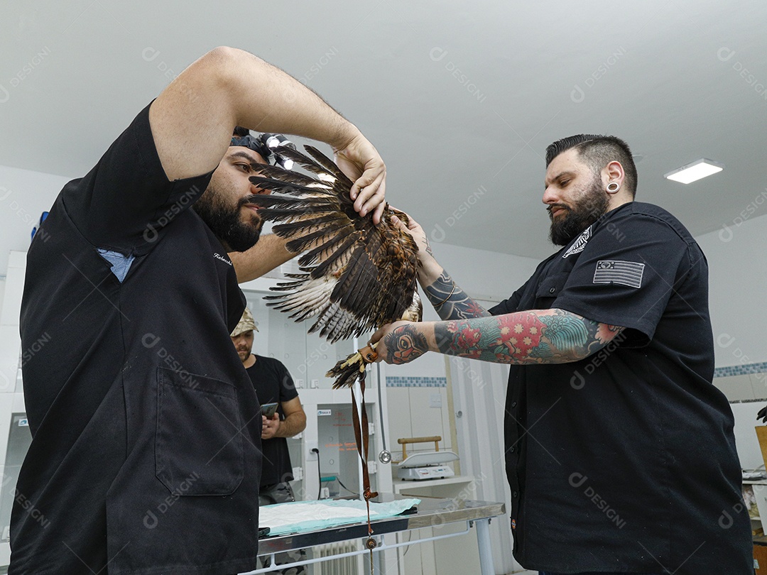 Veterinário cuidando de um pássaro