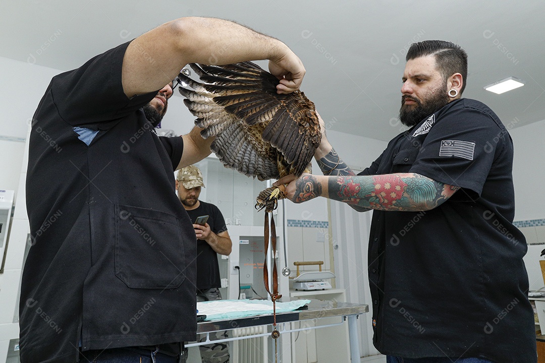 Veterinário cuidando de um pássaro