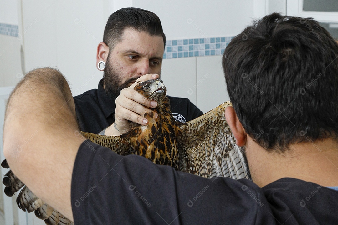 Veterinário cuidando de um pássaro