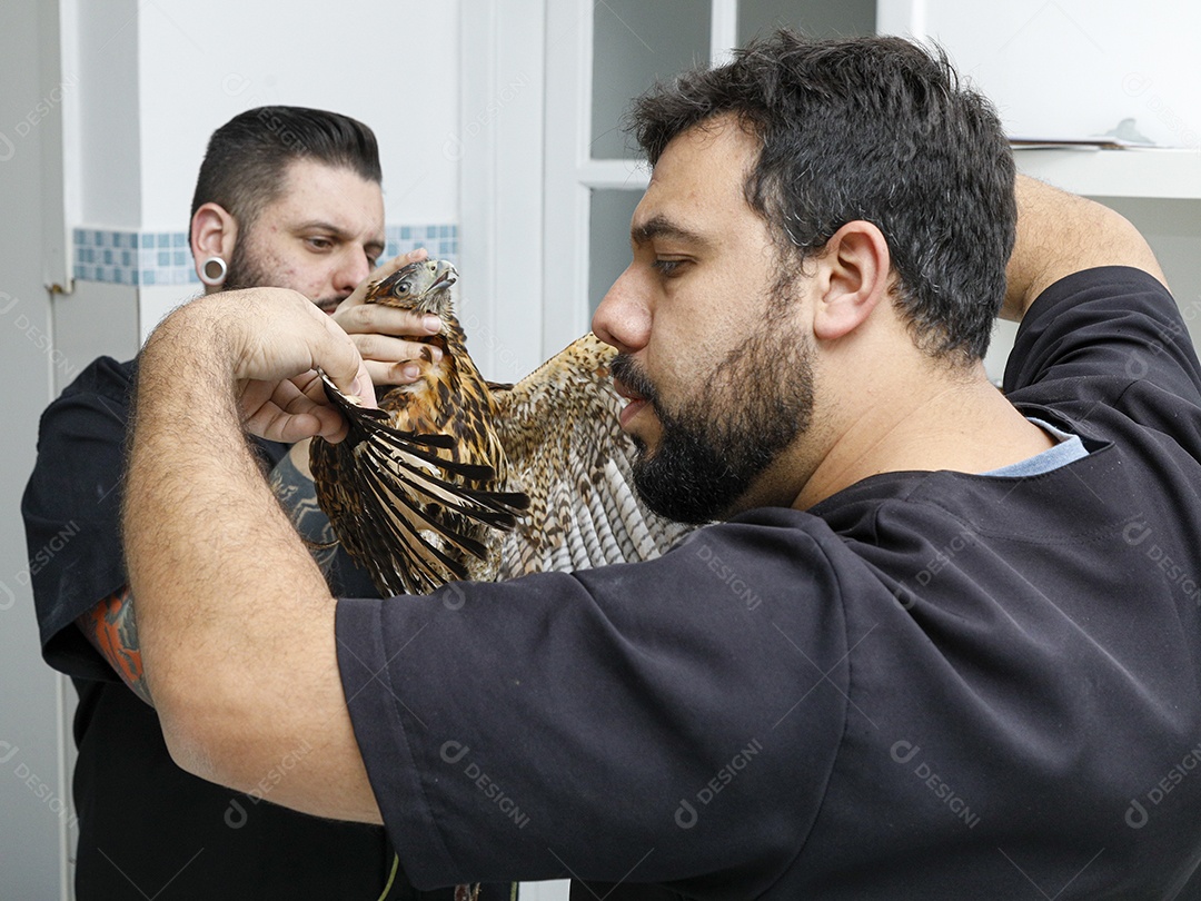 Veterinário cuidando de um pássaro