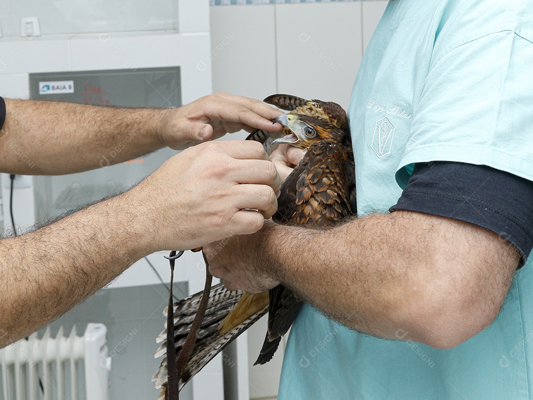 Veterinário cuidando de um pássaro