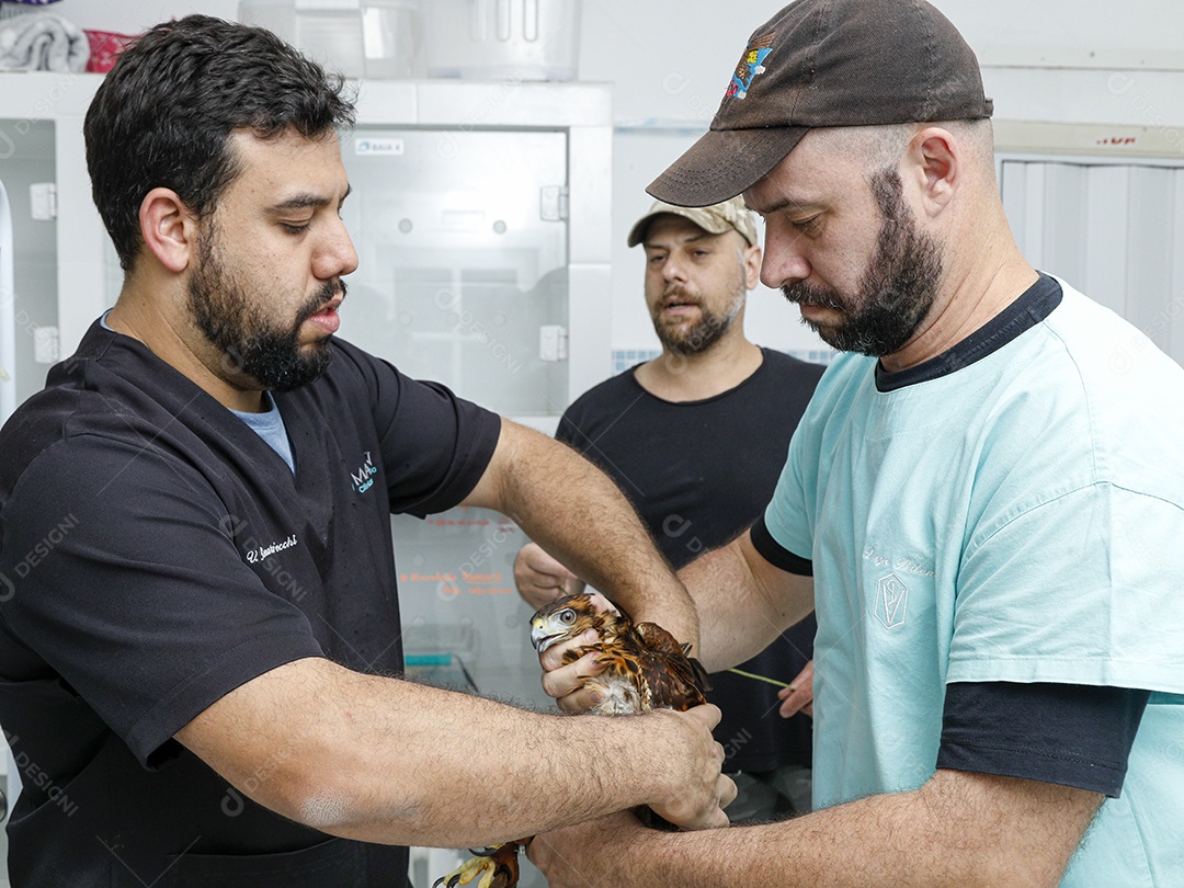 Veterinário cuidando de um pássaro