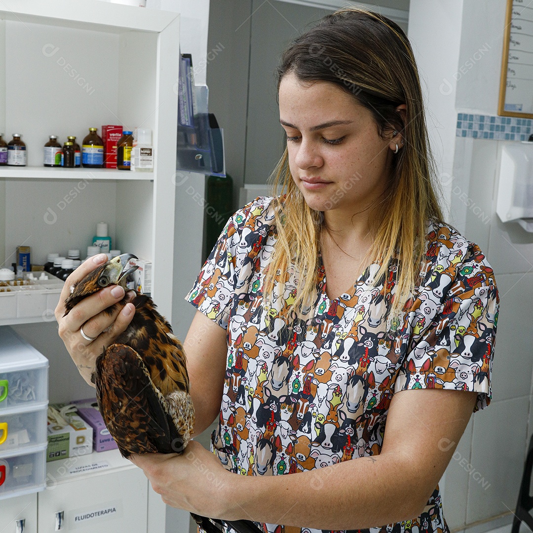 Veterinário fazendo curativo em aves gavião