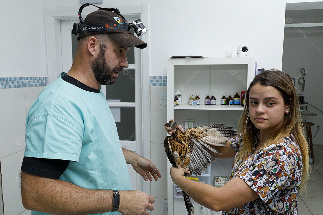 Veterinário fazendo curativo em aves gavião