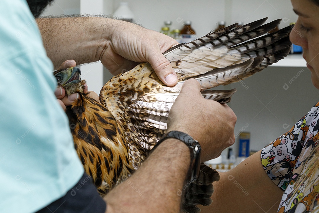 Veterinário fazendo curativo em aves gavião