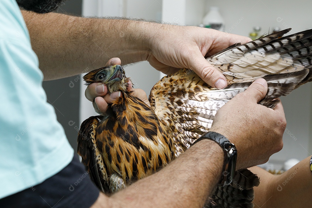 Veterinário fazendo curativo em aves gavião