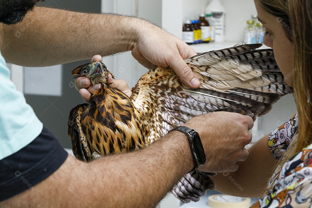 Veterinário fazendo curativo em aves gavião