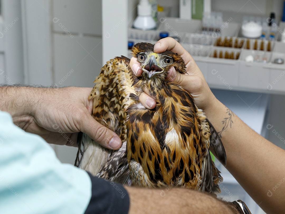 Veterinário fazendo curativo em aves gavião