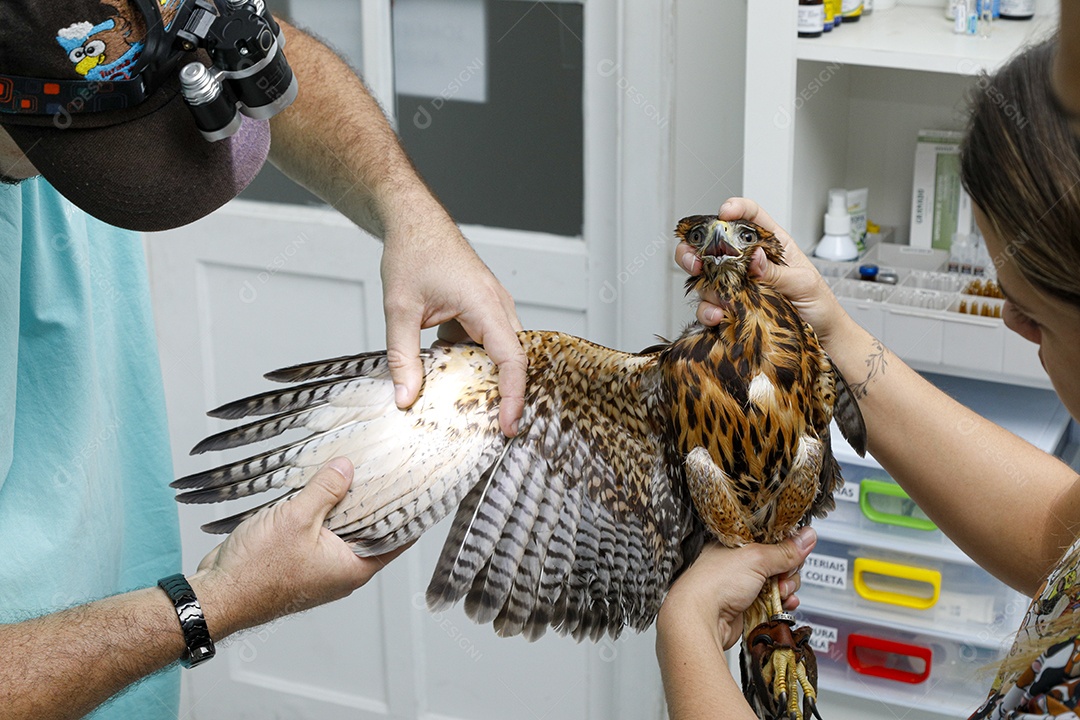 Veterinário fazendo curativo em aves gavião