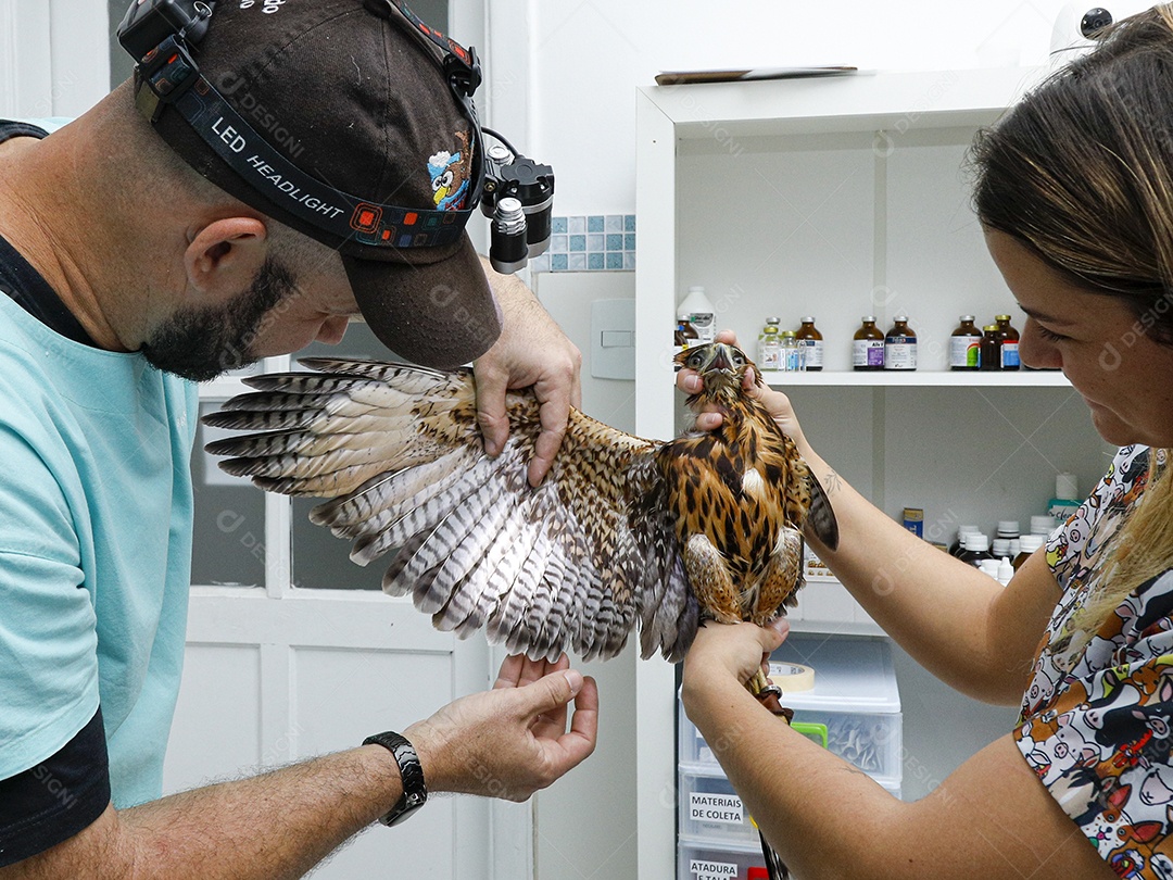 Veterinário fazendo curativo em aves gavião