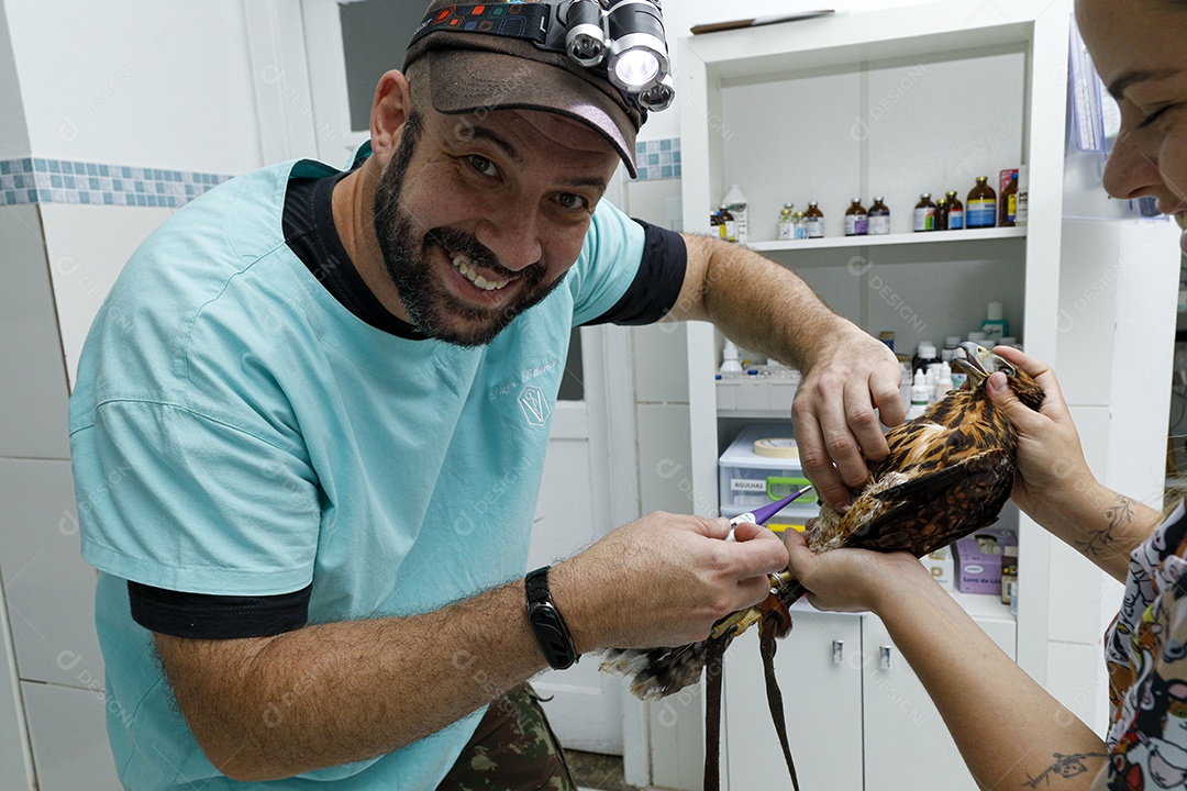 Veterinário fazendo curativo em aves gavião