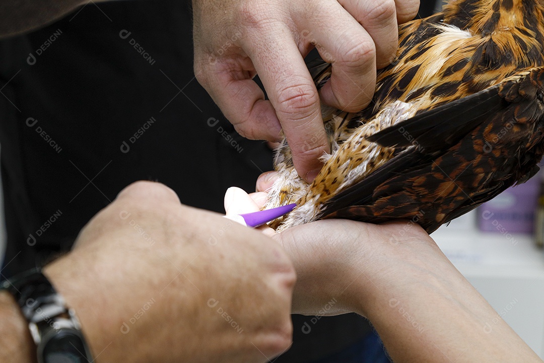 Veterinário fazendo curativo em aves gavião