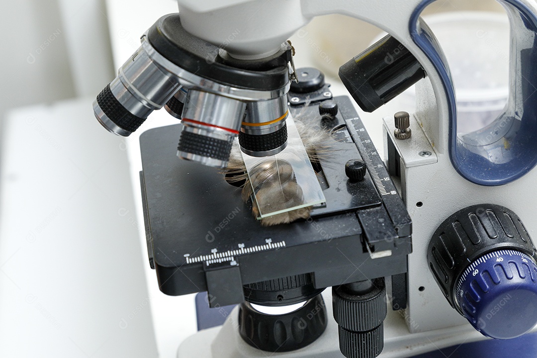 Veterinário fazendo curativo em aves gavião