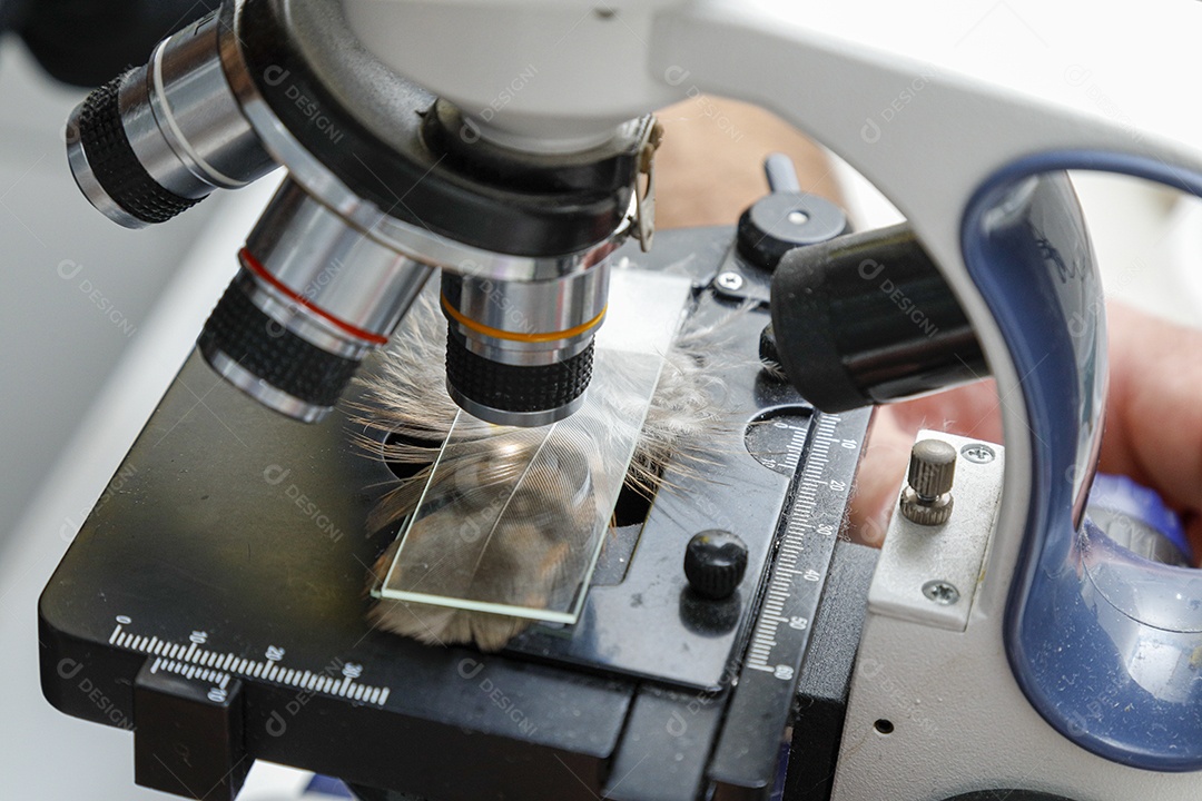 Veterinário fazendo curativo em aves gavião