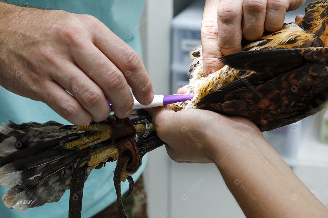 Veterinário fazendo curativo em aves gavião