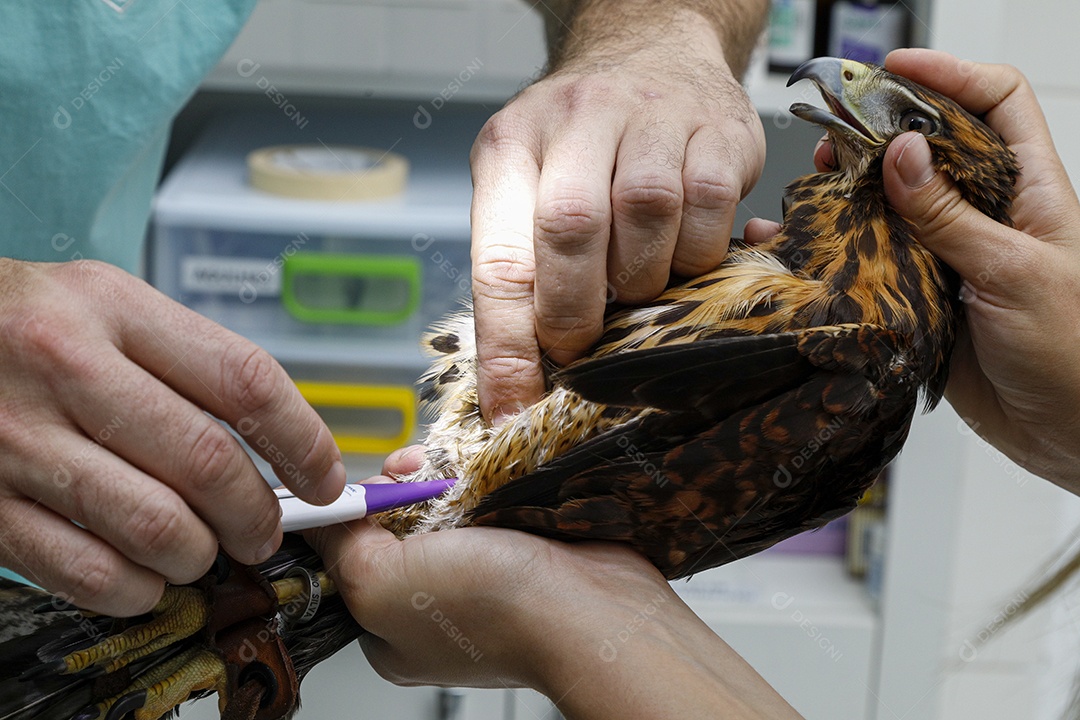 Veterinário fazendo curativo em aves gavião