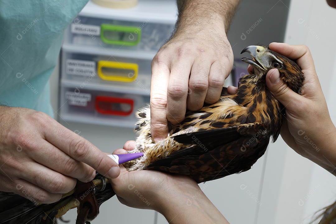 Veterinário fazendo curativo em aves gavião