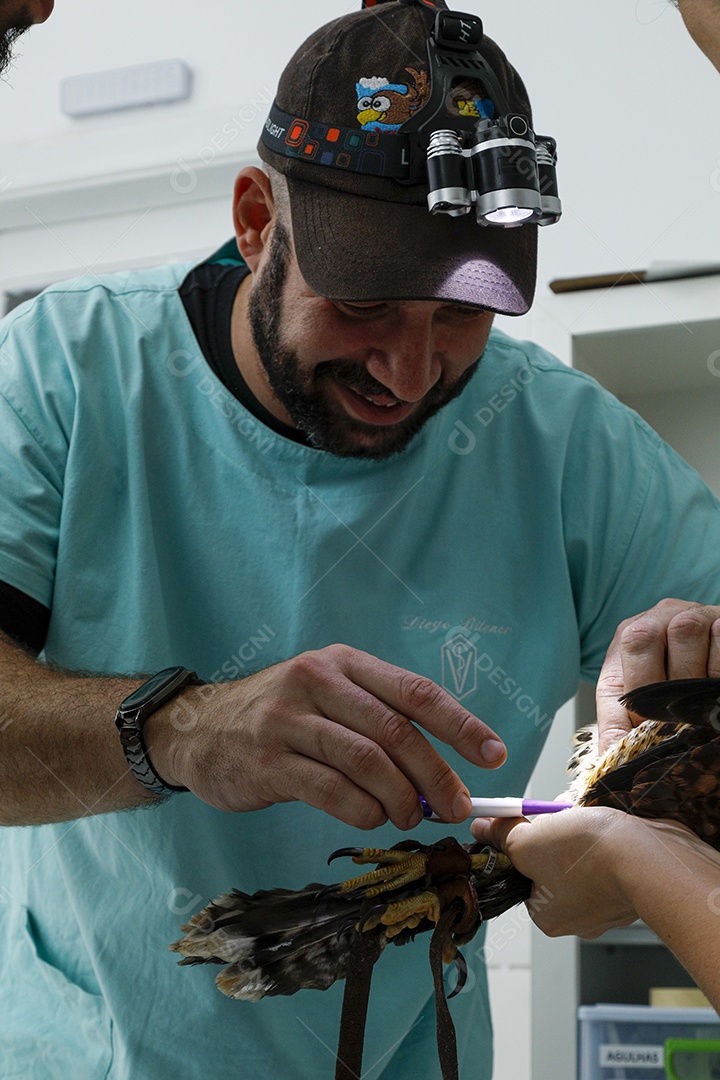 Veterinário fazendo curativo em aves gavião