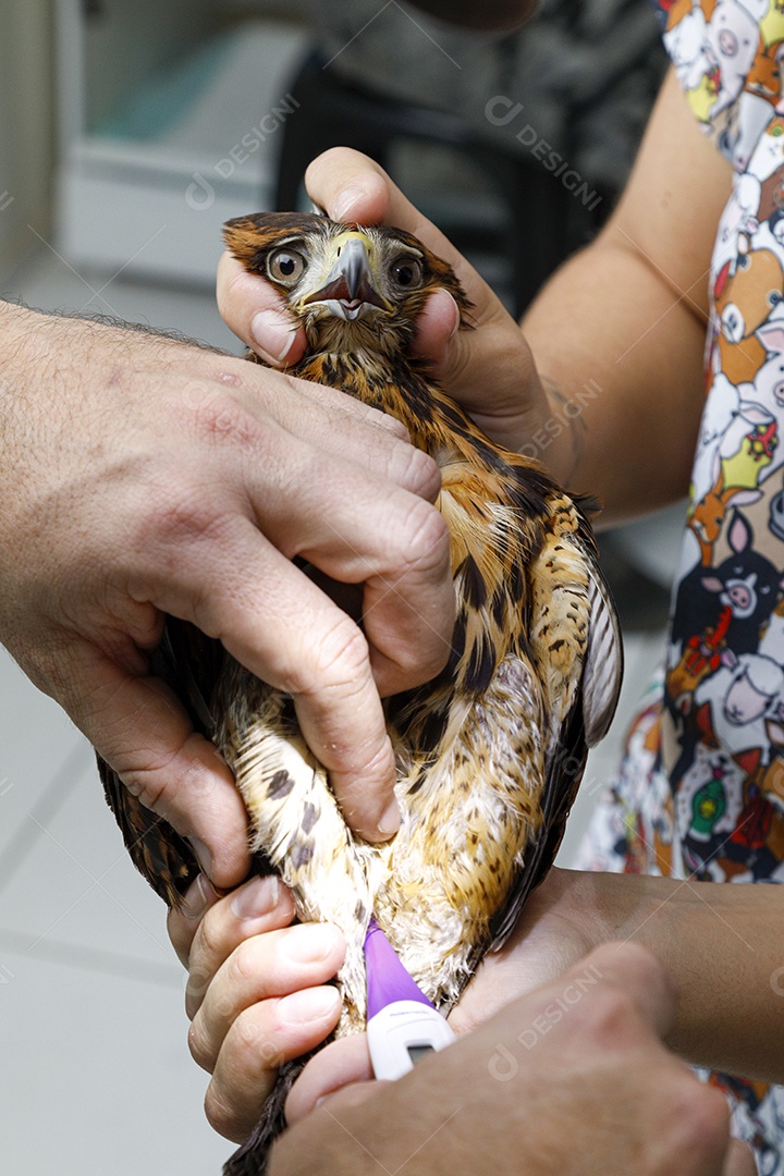 Veterinário fazendo curativo em aves gavião