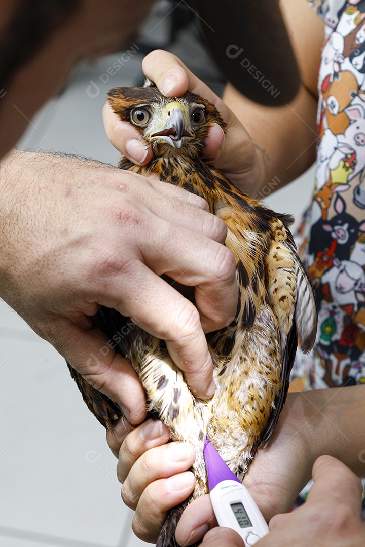 Veterinário fazendo curativo em aves gavião