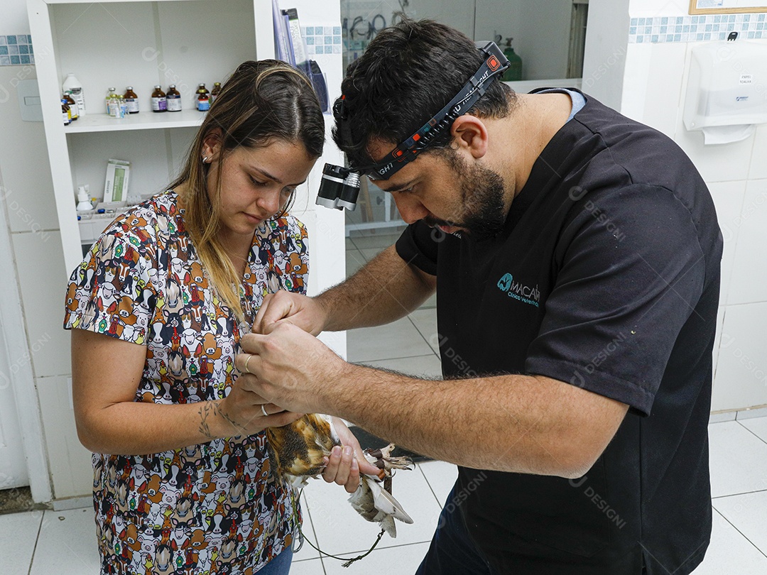 Veterinário fazendo curativo em aves gavião