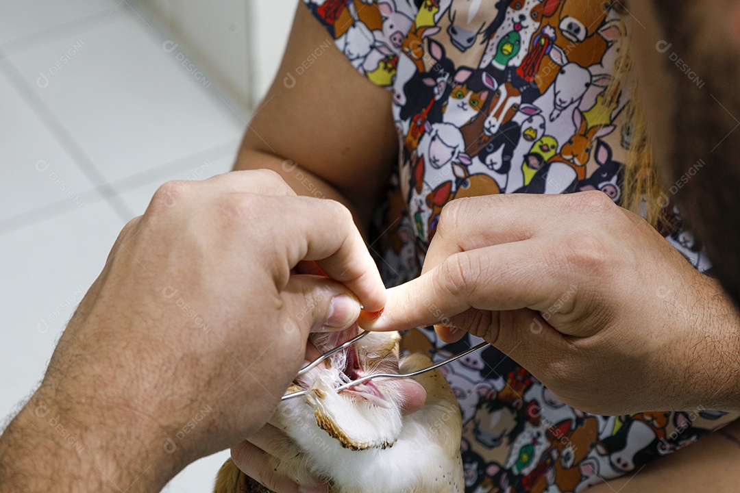 Veterinário fazendo curativo em aves gaviãoe