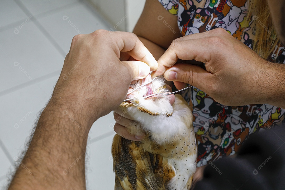 Veterinário fazendo curativo em aves gavião