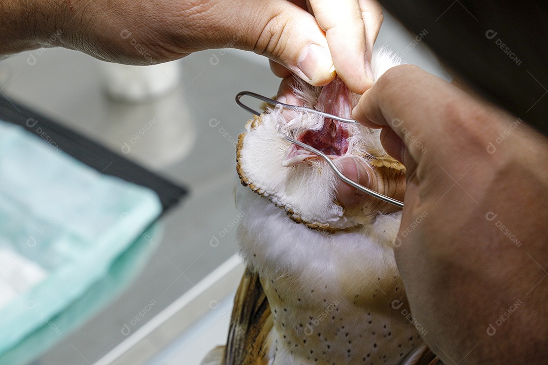 Veterinário fazendo curativo em aves gavião