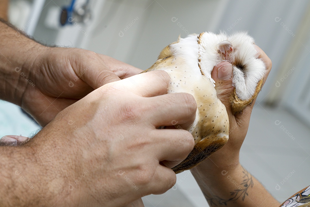 Veterinário fazendo curativo em aves gavião