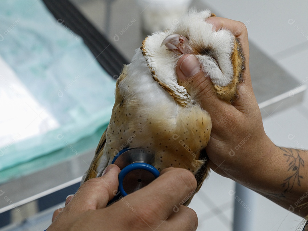 Veterinário fazendo curativo em aves gaviãoc