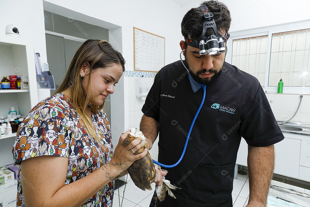 Veterinário fazendo curativo em aves gavião