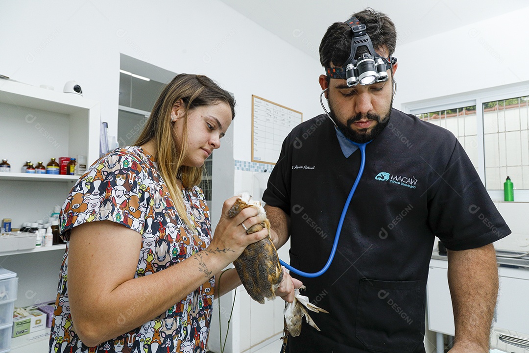 Veterinário fazendo curativo em aves gavião