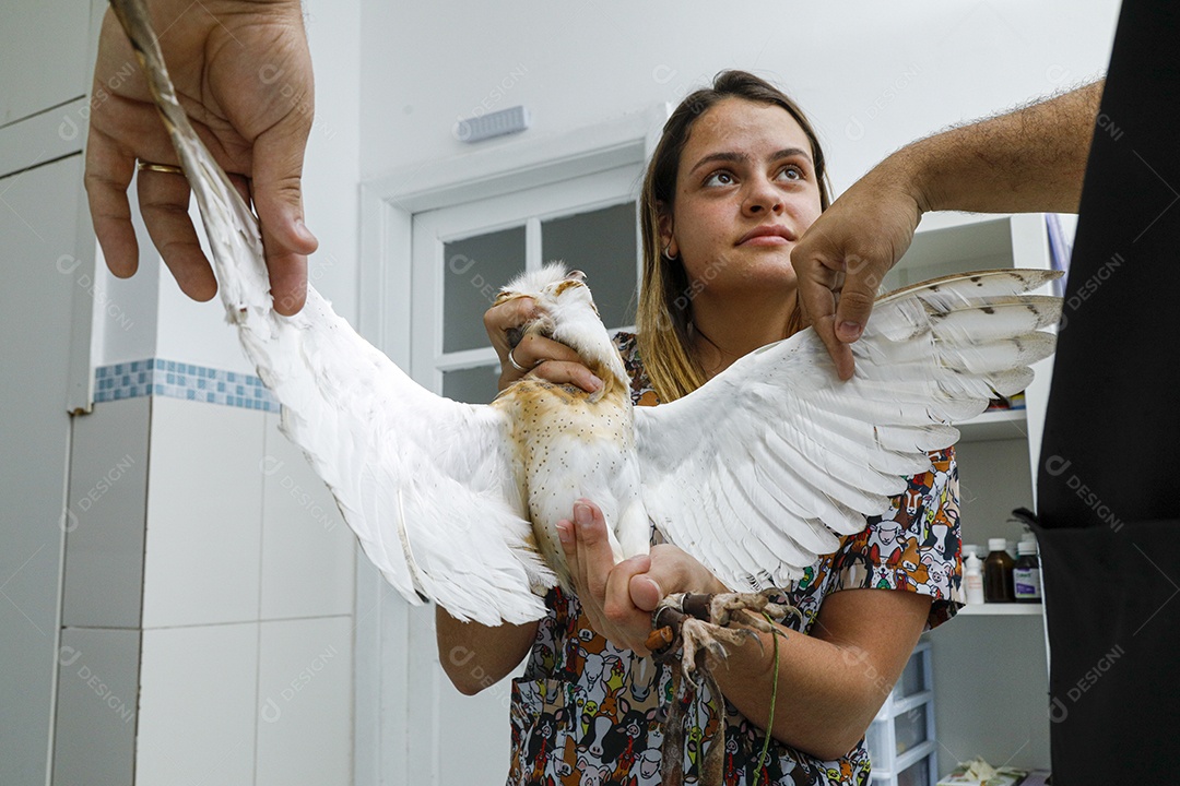Veterinário fazendo curativo em aves gavião