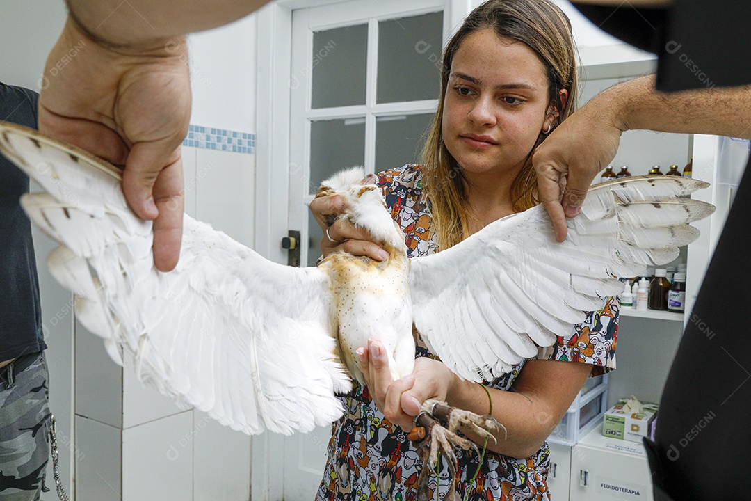 Veterinário fazendo curativo em aves gavião