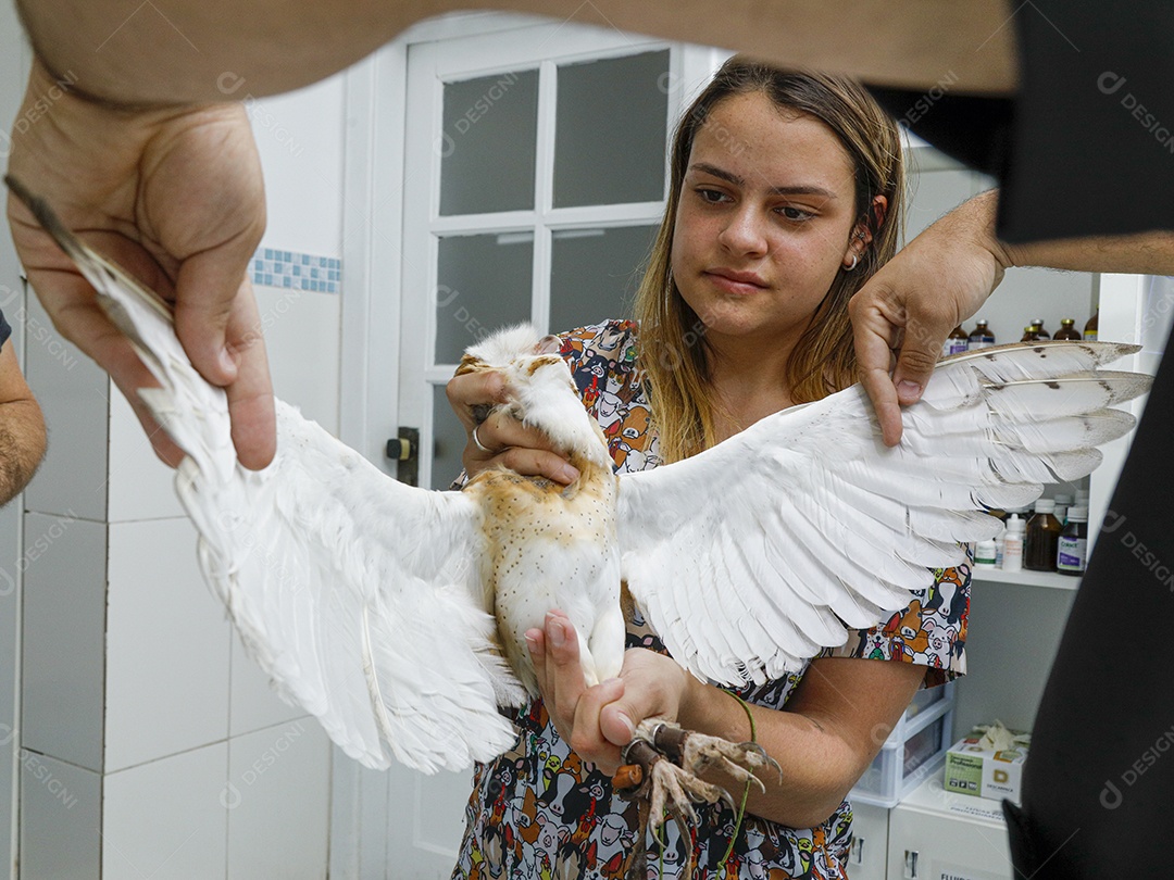 Veterinário fazendo curativo em aves gavião