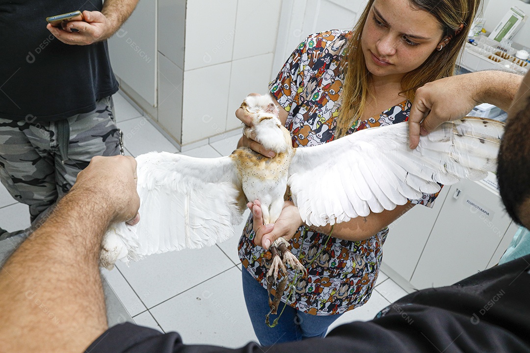 Veterinário fazendo curativo em aves gavião