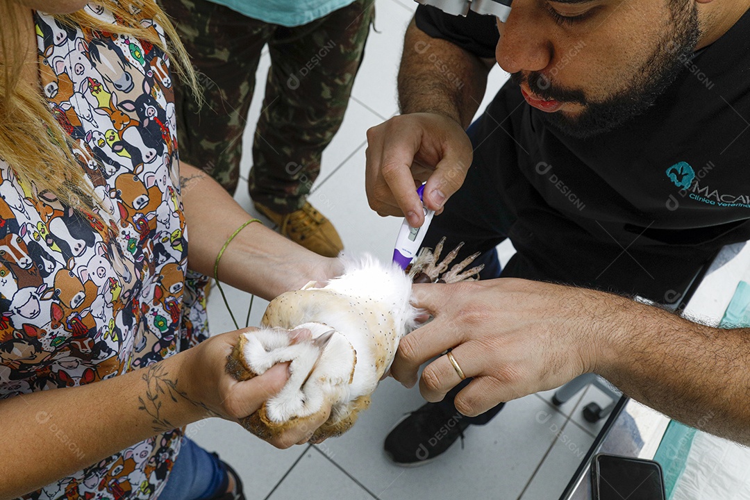 Veterinário fazendo curativo em aves gavião