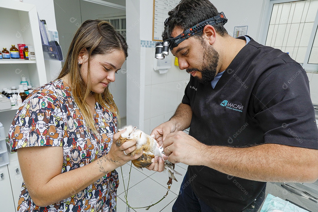 Veterinário fazendo curativo em aves gavião