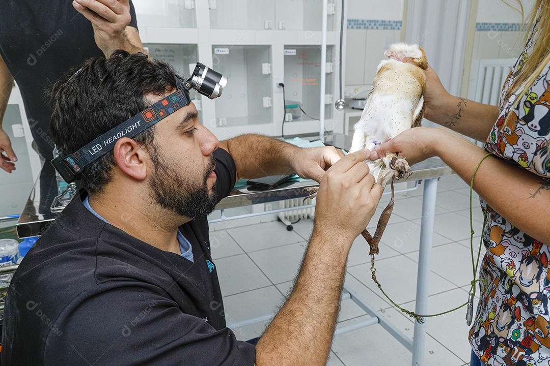 Veterinário fazendo curativo em aves gavião