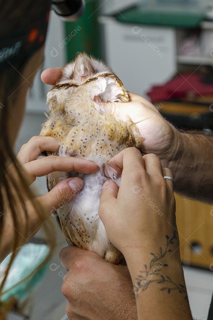 Ave machucada sendo cuidado por veterinários