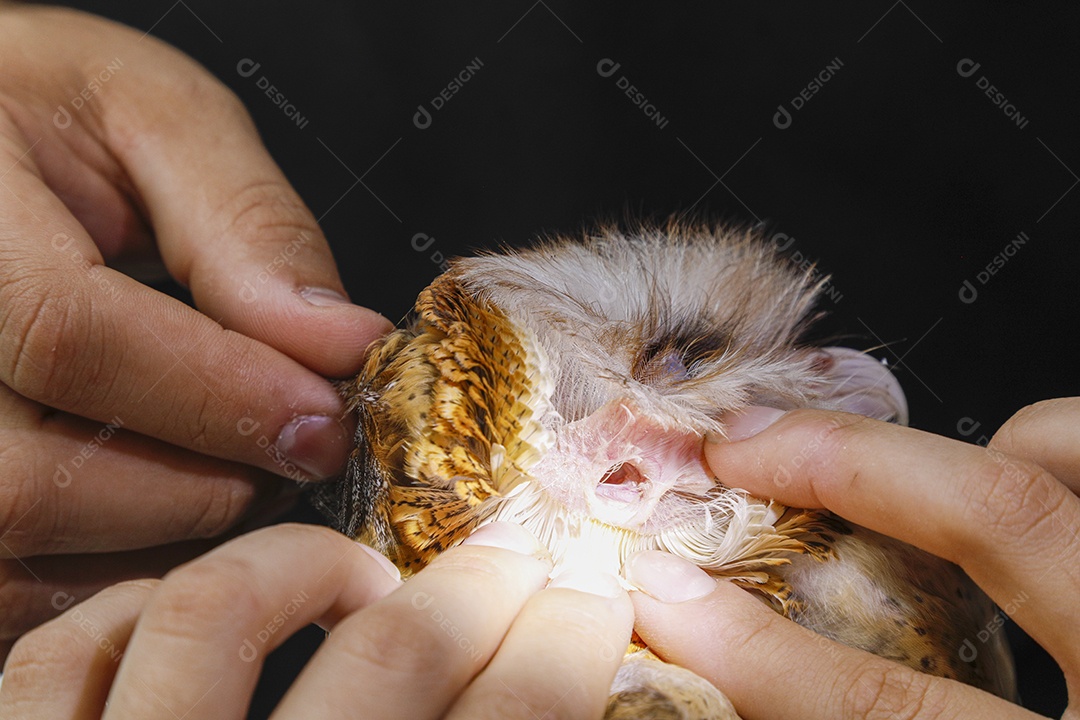 Ave machucada sendo cuidado por veterinários