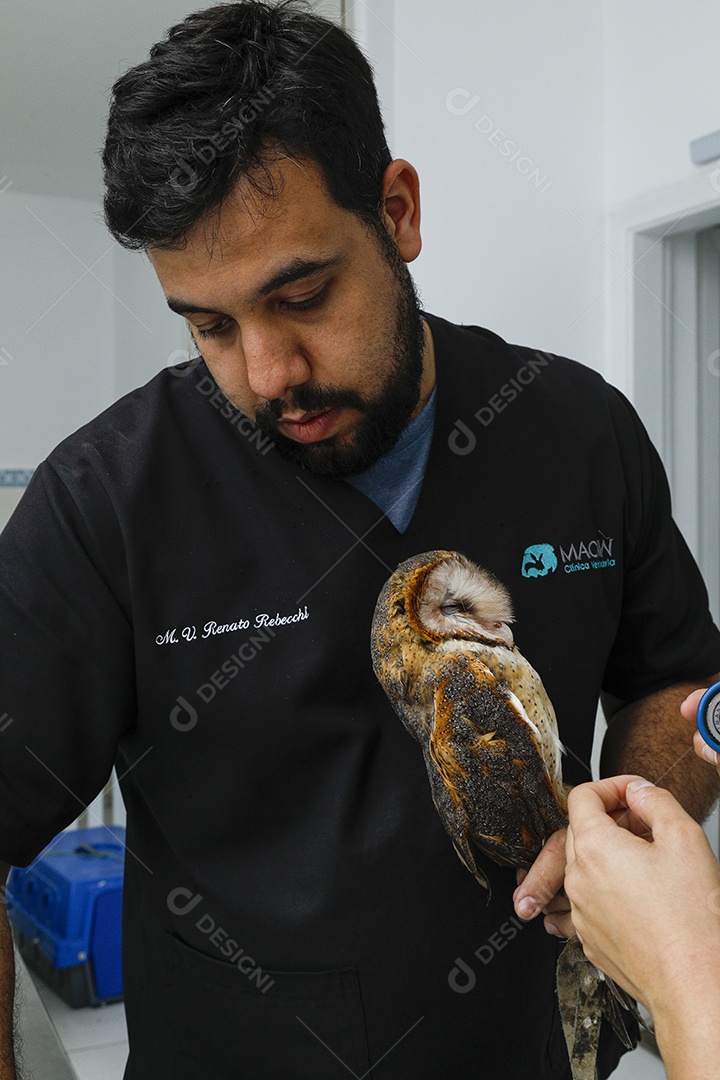 Ave machucada sendo cuidado por veterinários