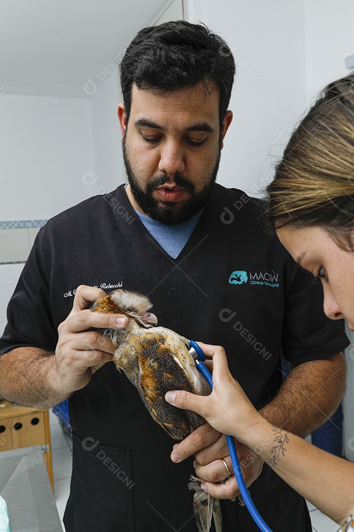 Ave machucada sendo cuidado por veterinários