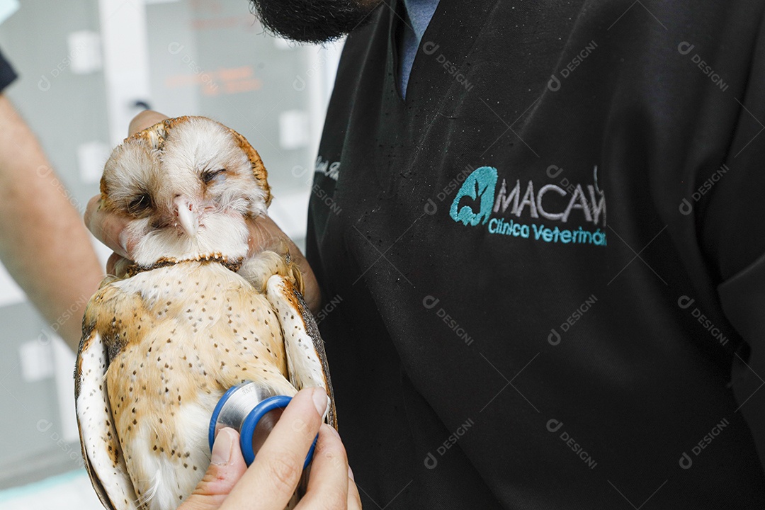 Ave machucada sendo cuidado por veterinários