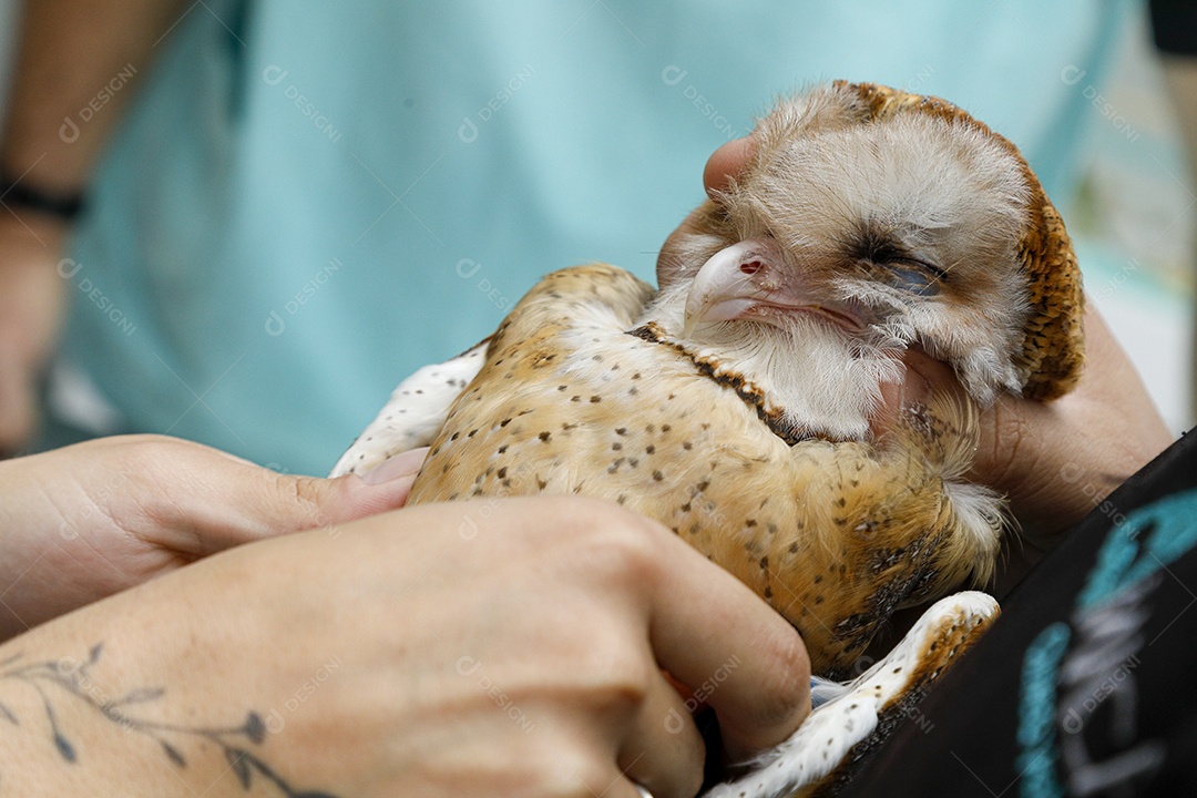 Ave machucada sendo cuidado por veterinários