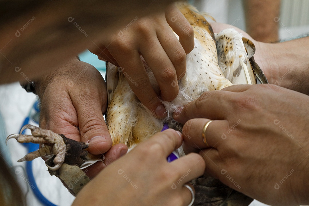 Ave machucada sendo cuidado por veterinário